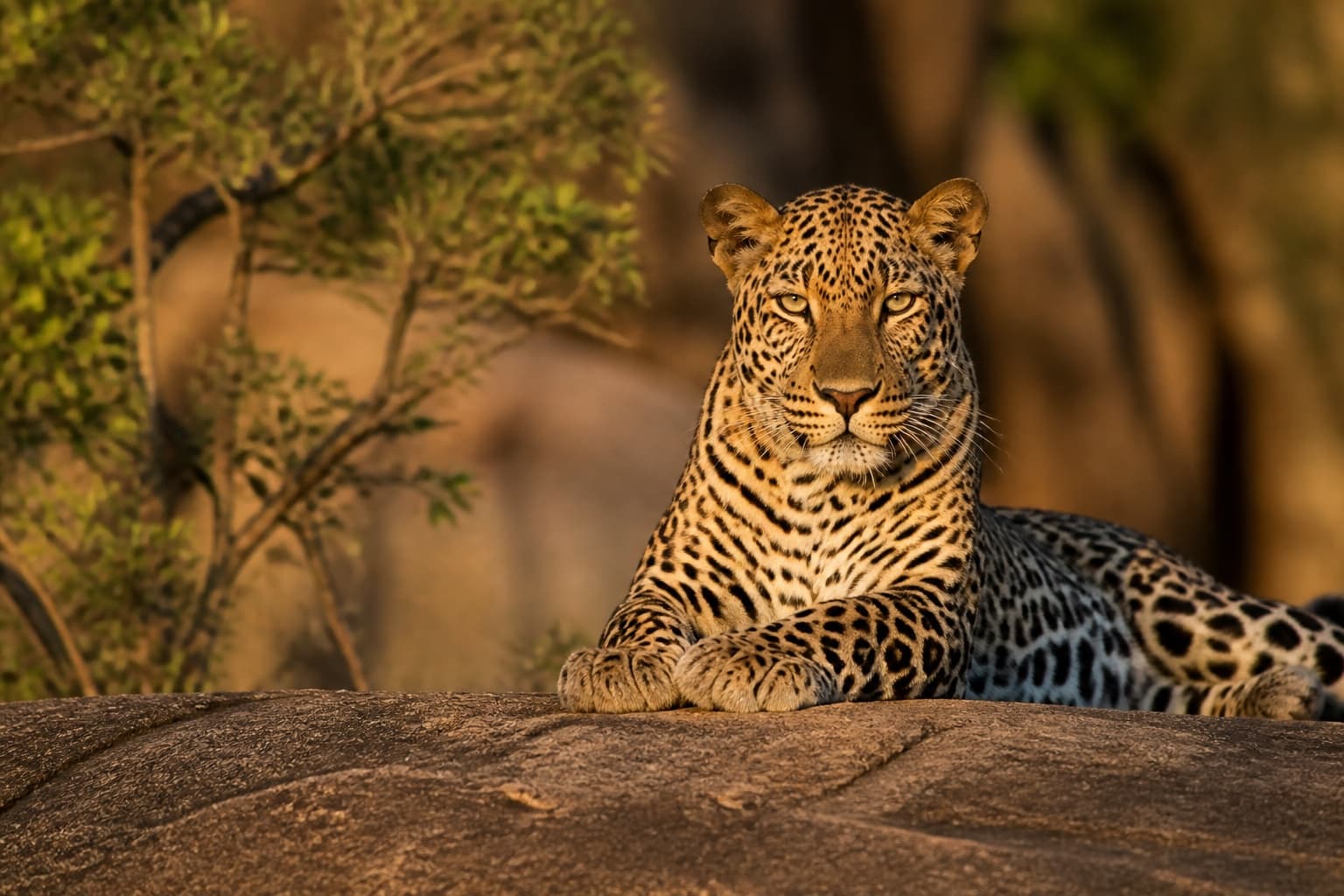 Sri Lankan leopard resting on a rock at golden hour