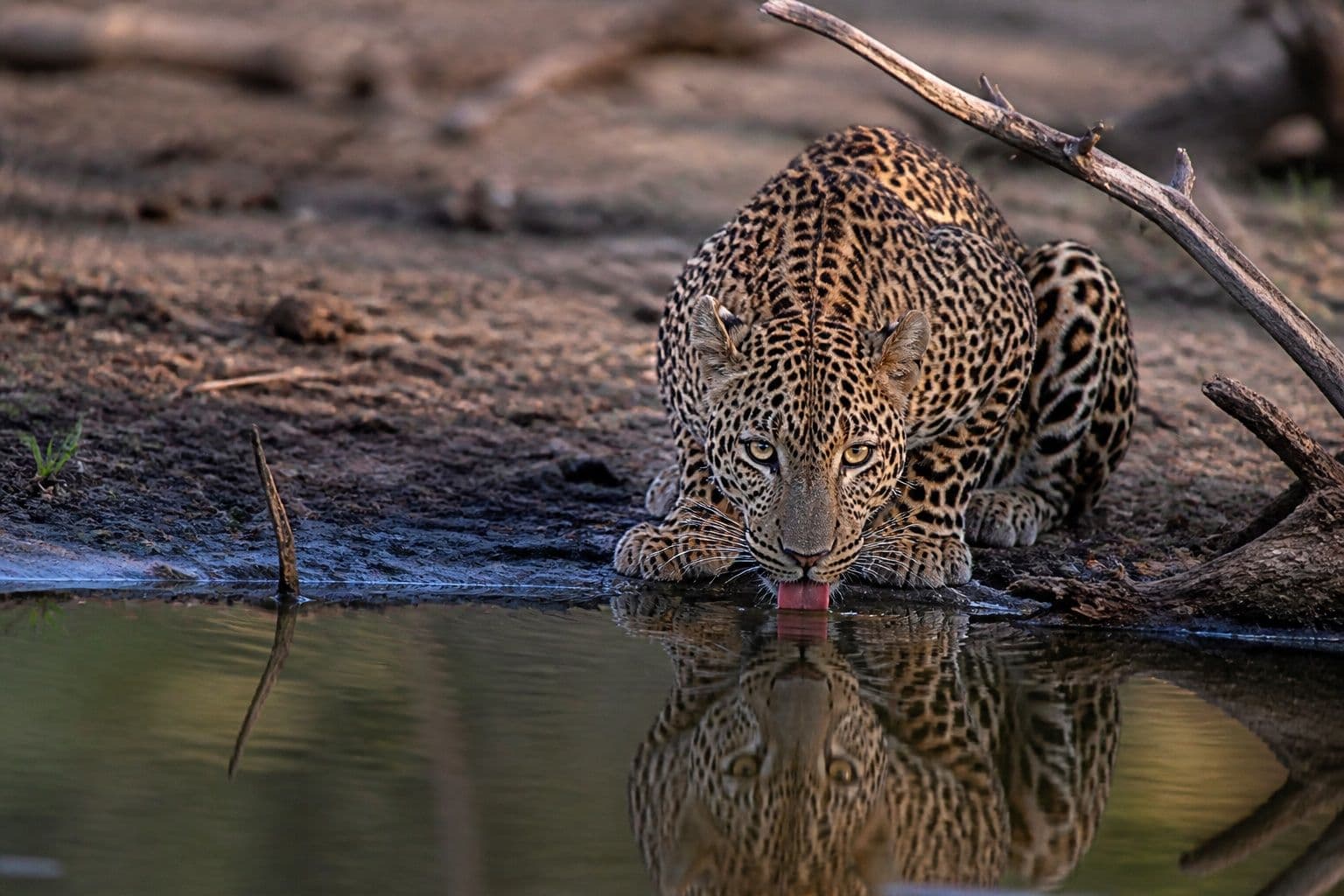Leopard at a Wilpattu willu at dawn