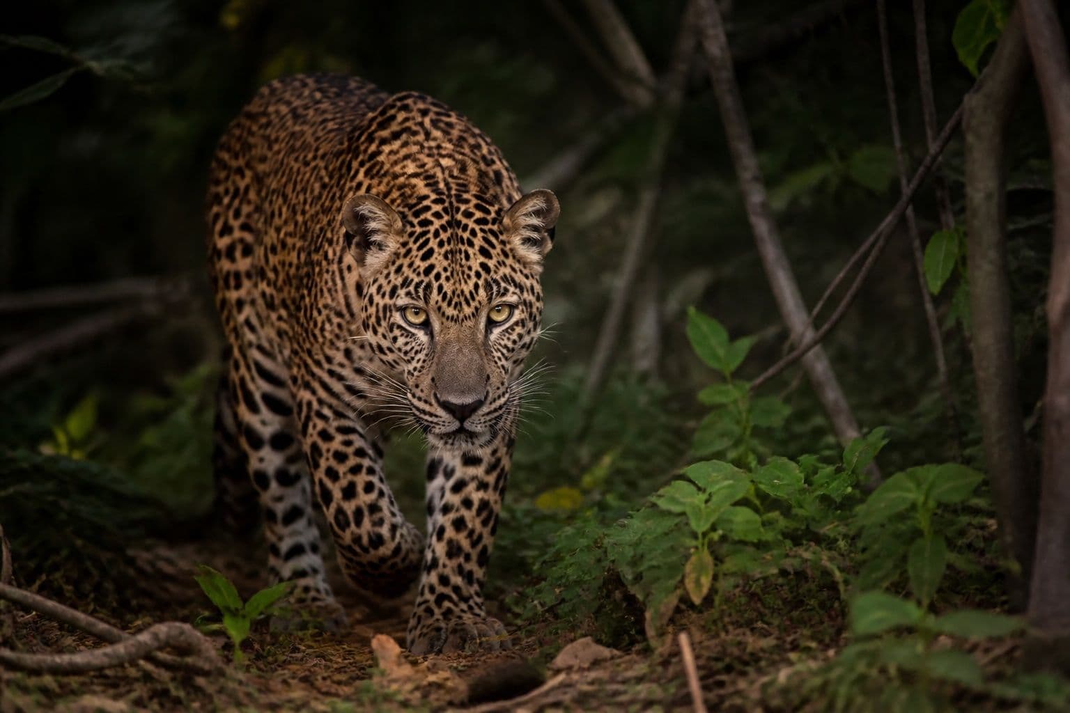 Sri Lankan leopard walking through jungle foliage
