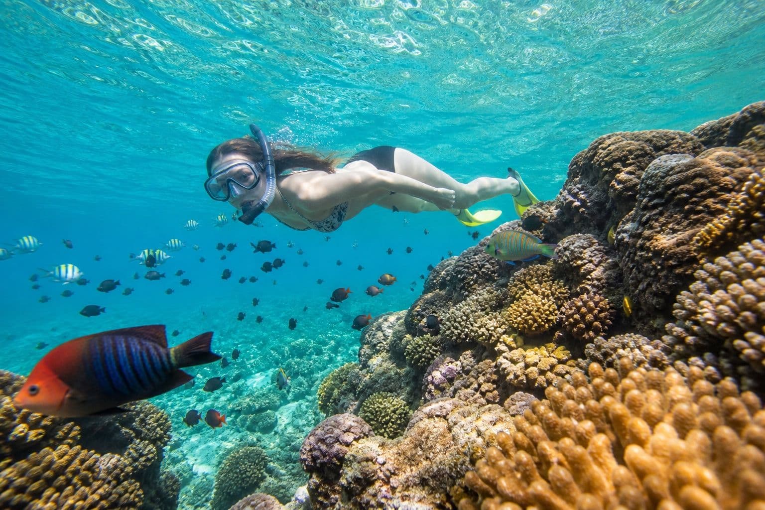Coral reef snorkeling near Trincomalee