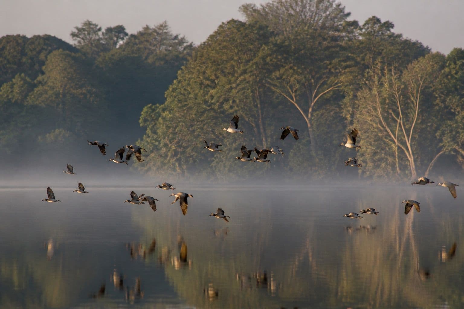 Waterbirds over a forest lake in Wilpattu