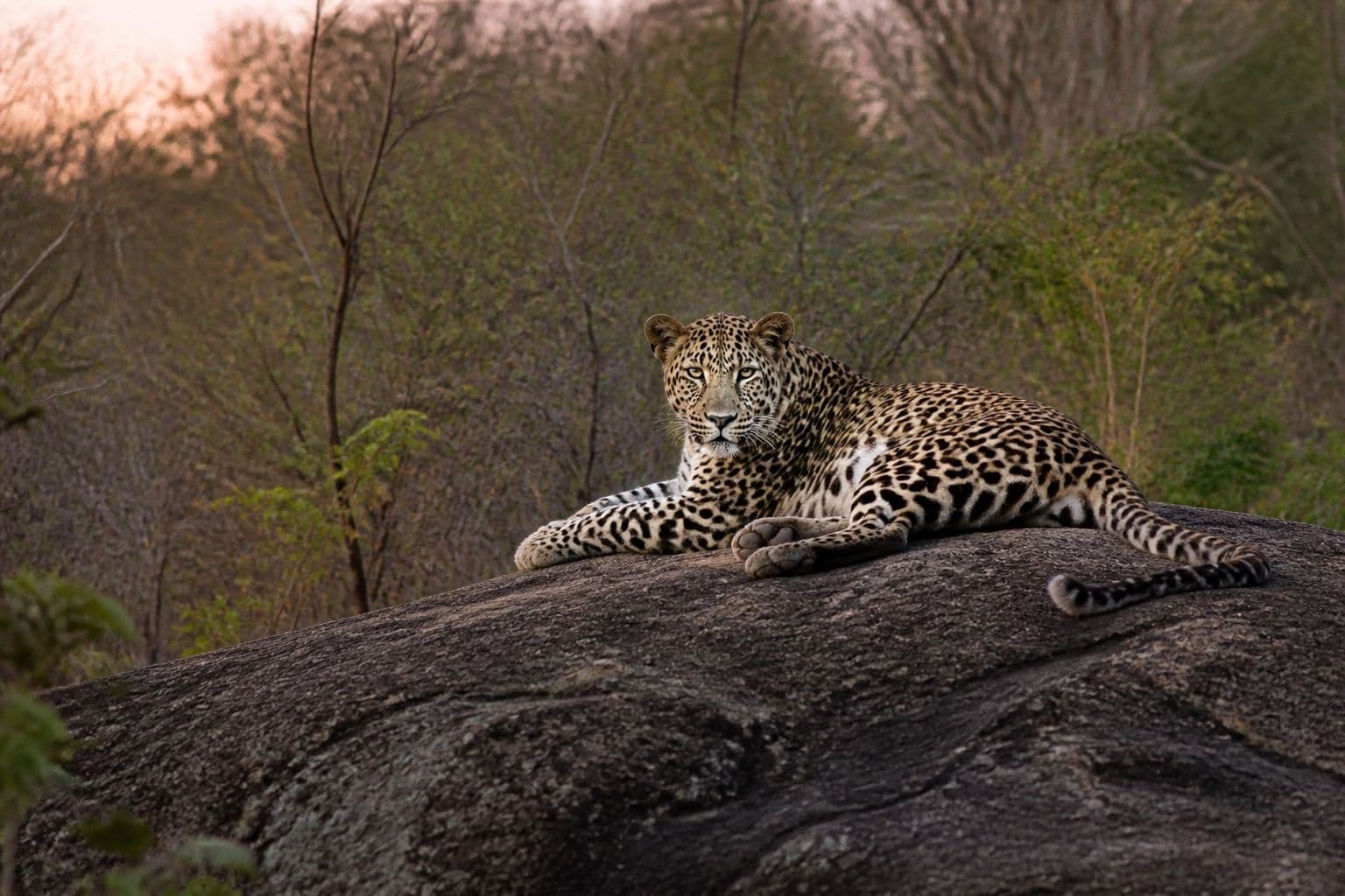 Sri Lankan leopard in Yala National Park