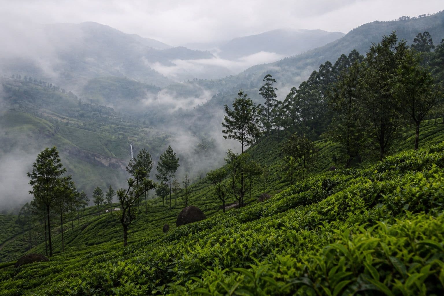 Misty tea plantations in Sri Lanka’s hill country