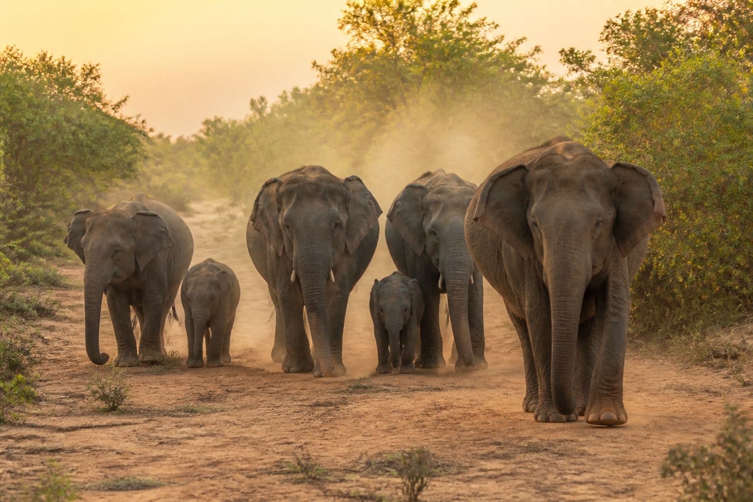 Elephant herd in Yala National Park at golden hour